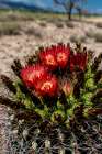 Bright orange or red flowers of a barrel cactus in the Sonoran Desert. Art Print